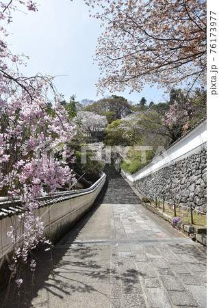 春の長谷寺 参道の桜 奈良県桜井市 春の長谷寺 参道の桜 奈良県桜井市 76173977