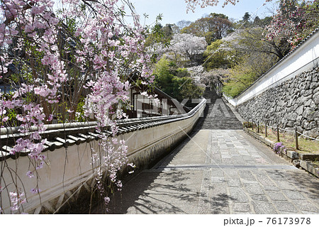 春の長谷寺 参道の桜 奈良県桜井市 春の長谷寺 参道の桜 奈良県桜井市 76173978