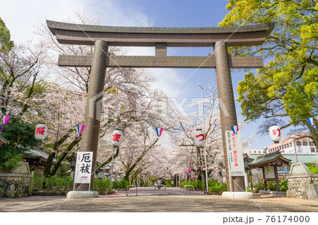 桜の季節の愛知縣護國神社 桜の季節の愛知縣護國神社 76174000