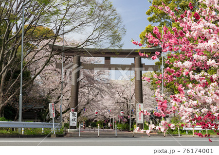 桜の季節の愛知縣護國神社 76174001