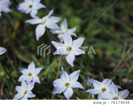 花ニラ 花ニラ 76174036