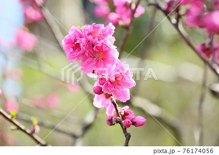 ハナモモの花 76174056