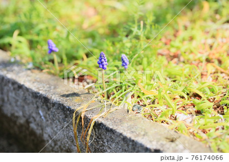 ムスカリの花 ムスカリの花 76174066