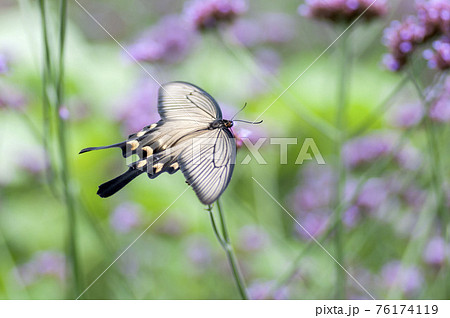 ジャコウアゲハ ジャコウアゲハ 76174119