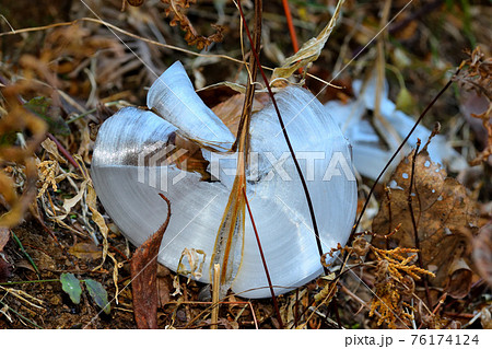 シモバシラ 76174124