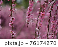満開のしだれ梅 76174270