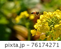 ミツバチと菜の花 76174271