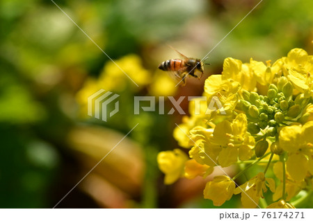 ミツバチと菜の花 76174271