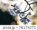 夕暮れ時の玉ボケ桜 76174272