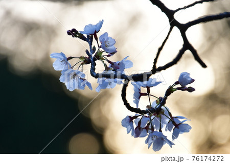 夕暮れ時の玉ボケ桜 76174272