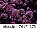 ピンク色の夜桜 76174273