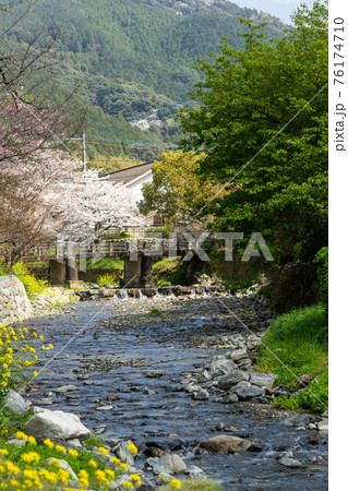 秋月野鳥川の桜と菜の花の風景 福岡県朝倉市 秋月野鳥川の桜と菜の花の風景 福岡県朝倉市 76174710