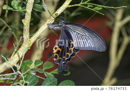 クロアゲハ 76174735