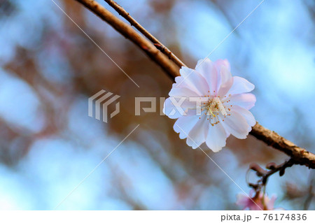 一輪の冬桜(十月桜) 一輪の冬桜(十月桜) 76174836