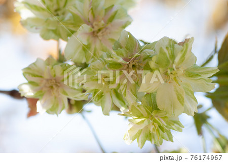 満開の御衣黄　色が変わる珍しい桜 76174967