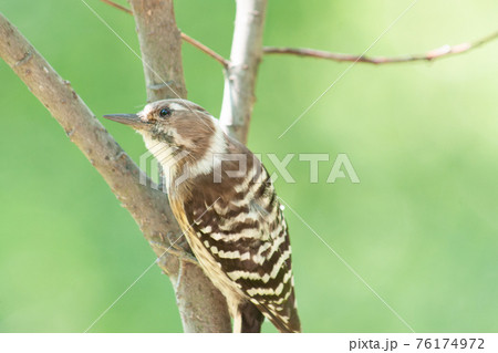 木の枝で上を見上げるコゲラ　背景緑ボケ 76174972