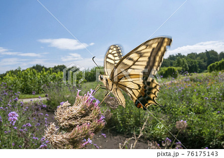 キアゲハ キアゲハ 76175143