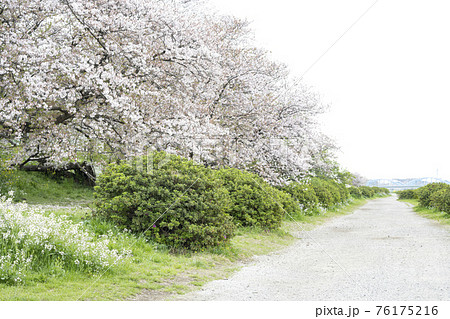 桜とハマダイコンが満開の多摩川河川敷の風景 76175216