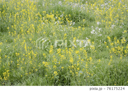 野原に咲いた菜の花 76175224