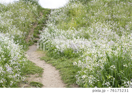 ハマダイコンの草むらの中の小道 76175231