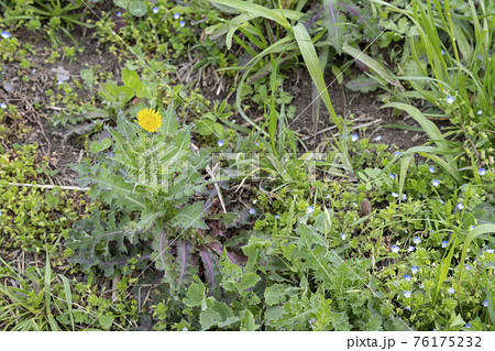 春の雑草 76175232