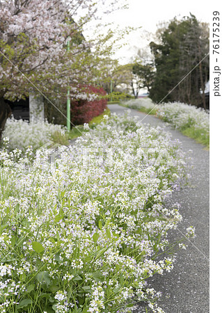 多摩堤通り沿いのハマダイコンと桜の小道 76175239