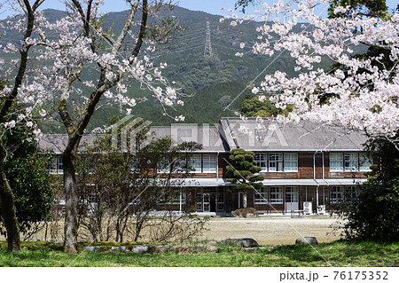 秋月城跡の桜と大楠の風景と秋月中学校 福岡県朝倉市 秋月城跡の桜と大楠の風景と秋月中学校 福岡県朝倉市 76175352