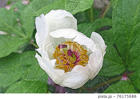 朝日を浴び開花した白色の花「山芍薬 : ヤマシャクヤク」色鉛筆画風 朝日を浴び開花した白色の花「山芍薬 : ヤマシャクヤク」色鉛筆画風 76175686