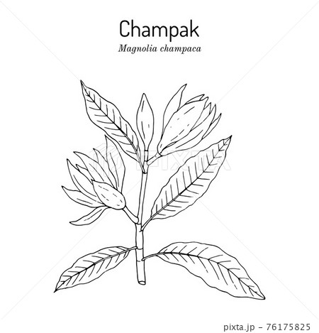 Champak or yellow jade orchid tree magnolia champaca , medicinal plant 76175825