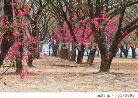 Bougainvillea or paper flower Bougainvillea or paper flower 76175995