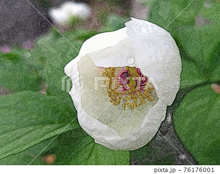 夜が明け夜露に濡れて開花した白色の花「山芍薬 : ヤマシャクヤク」色鉛筆画風 夜が明け夜露に濡れて開花した白色の花「山芍薬 : ヤマシャクヤク」色鉛筆画風 76176001