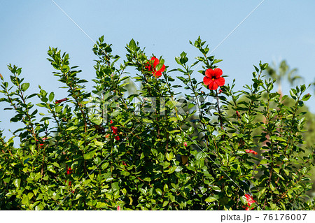 Red Hibiscus flowers (China rose, Chinese hibiscus, Hawaiian hibiscus) in the tropical garden Red Hibiscus flowers (China rose, Chinese hibiscus, Hawaiian hibiscus) in the tropical garden 76176007