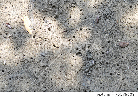 Ghost crab, Ocypode or Ocypodidae 76176008