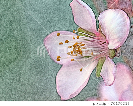 朝日を浴びて幻想的に浮かび上がり生き生きとしているピンク色の花 アーモンド 色鉛筆画風のイラスト素材