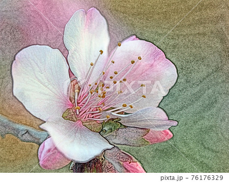 朝日を浴びて幻想的に浮かび上がり生き生きとしているピンク色の花 アーモンド 色鉛筆画風のイラスト素材