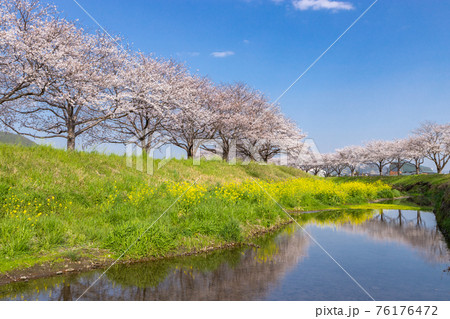草場川沿いの桜並木と菜の花の風景　福岡県筑前町 76176472