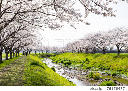 草場川沿いの桜並木と菜の花の風景 福岡県筑前町 草場川沿いの桜並木と菜の花の風景 福岡県筑前町 76176477