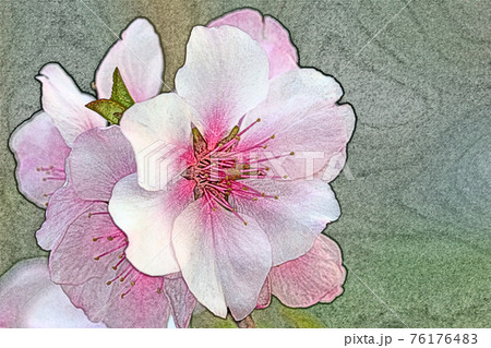朝日を浴びて幻想的に浮かび上がり生き生きとしているピンク色の花 アーモンド 色鉛筆画風のイラスト素材