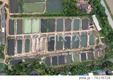 Aquaculture business of prawn and fish farm and aerator pump in dug pond 76176729
