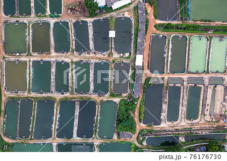 Aquaculture business of prawn and fish farm and aerator pump in dug pond 76176730