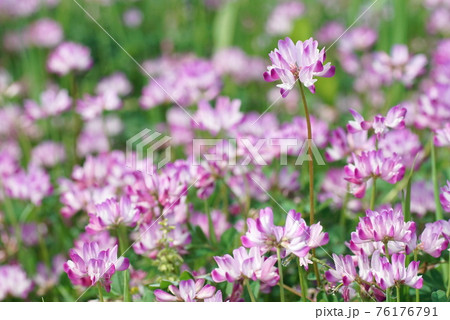 蓮華草 蓮華草 76176791