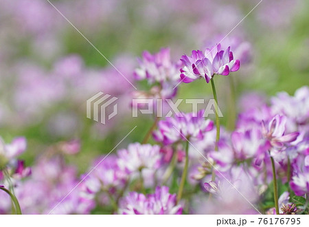 蓮華草 76176795