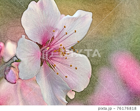 朝日を浴びて幻想的に浮かび上がり生き生きとしているピンク色の花 アーモンド 色鉛筆画風のイラスト素材