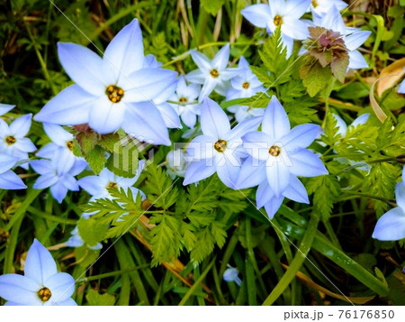 ハナニラの花 ハナニラの花 76176850