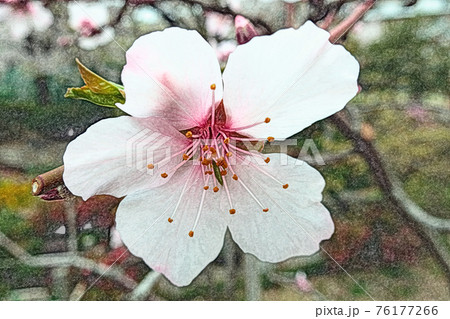 朝日を浴びて幻想的に浮かび上がり生き生きとしているピンク色の花 アーモンド 色鉛筆画風のイラスト素材