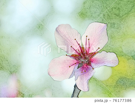 朝日を浴びて幻想的に浮かび上がり生き生きとしているハイキーなピンク色の花 アーモンド 色鉛筆画風のイラスト素材