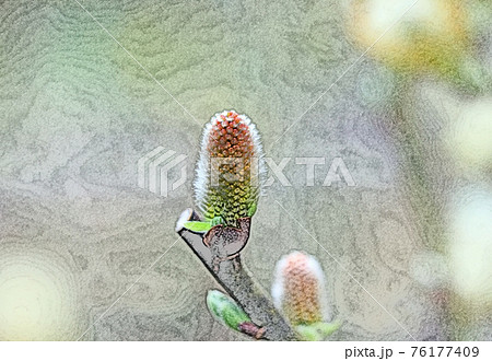 朝日を浴びて幻想的に浮かび上がり生き生きとしている「アカメヤナギ」色鉛筆画風 76177409