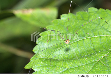 ザトウムシ 76177671