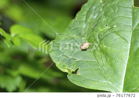 ザトウムシ 76177672