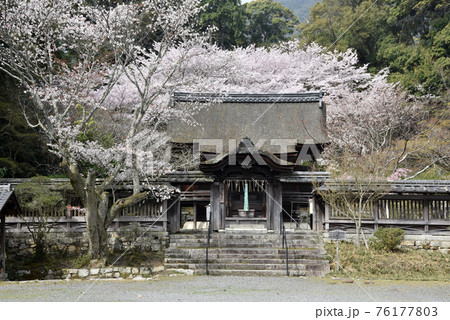 春の三井寺 護法善神堂 滋賀県大津市 春の三井寺 護法善神堂 滋賀県大津市 76177803